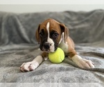 Puppy Royal Boxer