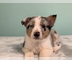 Australian Shepherd Puppy for sale in HILLSBORO, WI, USA