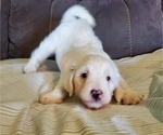 Small #12 Bernedoodle (Miniature)