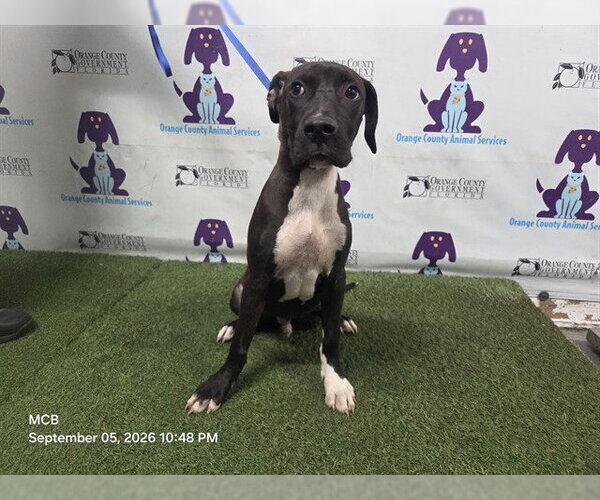Medium Photo #1 Mutt Puppy For Sale in Orlando, FL, USA