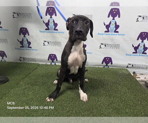 Mutt Dogs for adoption in Orlando, FL, USA