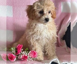 Cavapoo Puppy for Sale in ARTHUR, Illinois USA
