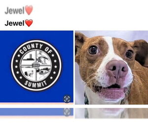 American Pit Bull Terrier-Beagle Mix Dogs for adoption in Akron, OH, USA