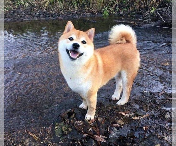 Medium Photo #1 Shiba Inu Puppy For Sale in FREMONT, CA, USA