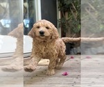 Small Photo #17 Goldendoodle Puppy For Sale in CASTRO VALLEY, CA, USA