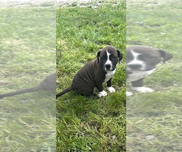 Medium Photo #4 American Staffordshire Terrier-Rhodesian Ridgeback Mix Puppy For Sale in BETHALTO, IL, USA