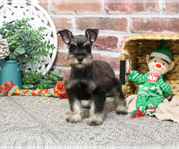 Medium Photo #17 Schnauzer (Miniature) Puppy For Sale in SYRACUSE, IN, USA