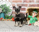 Small #16 Schnauzer (Miniature)