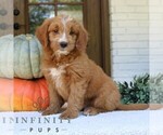 Small #3 Goldendoodle (Miniature)