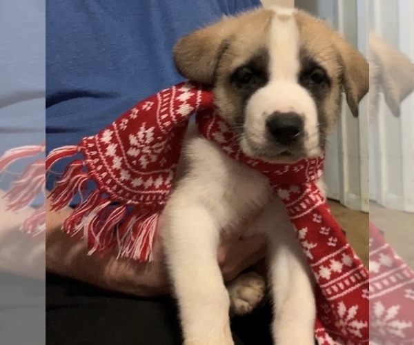 Medium Photo #1 Labrador Retriever-Siberian Husky Mix Puppy For Sale in CHESAPEAK BCH, MD, USA