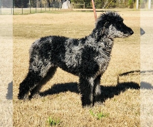 Father of the Sheepadoodle puppies born on 03/16/2022