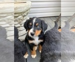 Puppy Miss Beige Bernese Mountain Dog