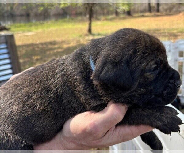 Medium Photo #6 Rotticorso Puppy For Sale in REEVESVILLE, SC, USA