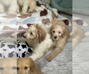 Goldendoodle Puppy for sale in GROTON, NY, USA