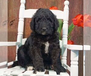 Bernedoodle Puppy for sale in THORP, WI, USA