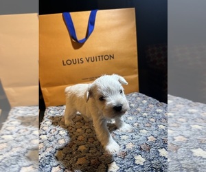 Schnauzer (Miniature) Puppy for sale in HOUSTON, TX, USA