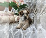 Puppy 1 Australian Cattle Dog-English Bulldog Mix