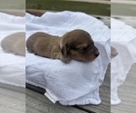 Small Photo #13 Dachshund Puppy For Sale in MARSHFIELD, MO, USA