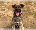 Small #1 German Shepherd Dog Mix
