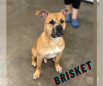 Small #11 Bullboxer Pit