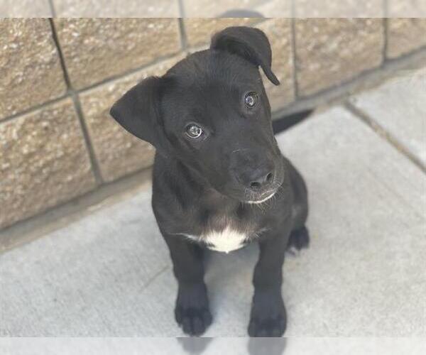 Medium Photo #1 American Pit Bull Terrier-Unknown Mix Puppy For Sale in Tulsa, OK, USA