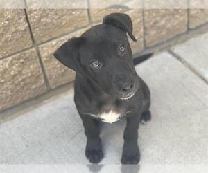 American Pit Bull Terrier-Unknown Mix Dogs for adoption in Tulsa, OK, USA