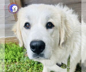 Great Pyrenees Dogs for adoption in Spring, TX, USA