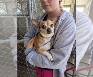 Chihuahua Dogs for adoption in Evansville, IN, USA
