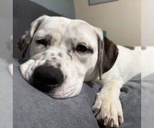 American Bulldog Dogs for adoption in Fargo, ND, USA