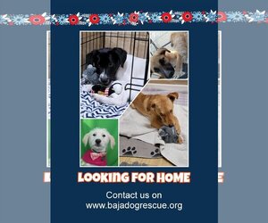 Cocker Spaniel-Dachshund Mix Dogs for adoption in San Diego, CA, USA