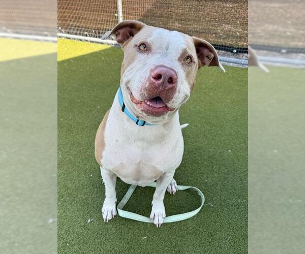 Medium Photo #2 Staffordshire Bull Terrier Puppy For Sale in Naples, FL, USA