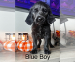 Puppy Blue Boy Labradoodle