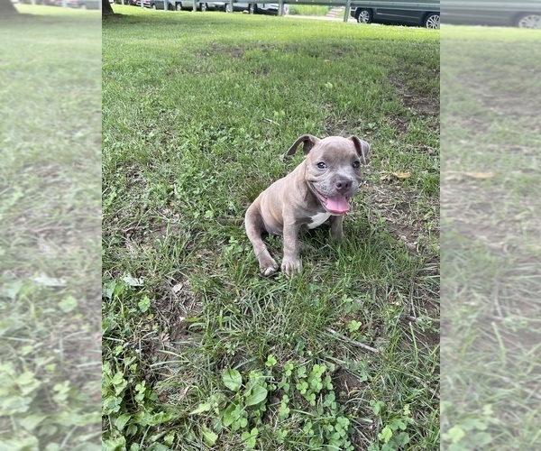 Medium Photo #1 American Bully Puppy For Sale in PHILADELPHIA, PA, USA