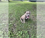 Small American Bully