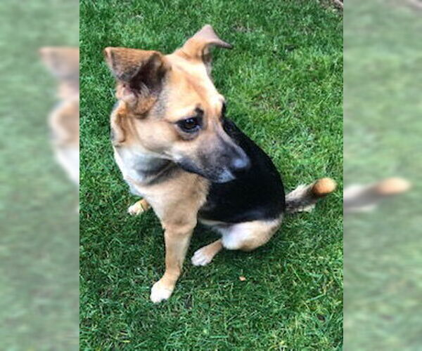 Medium Photo #3 Shug Puppy For Sale in Newport Beach, CA, USA