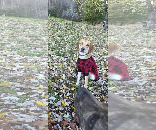 Medium Photo #7 Labrador Retriever-Redbone Coonhound Mix Puppy For Sale in Middlesex, VT, USA