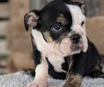 Small #7 English Bulldog