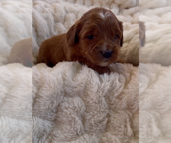 Medium Photo #8 Goldendoodle (Miniature) Puppy For Sale in RANDOLPH, WI, USA