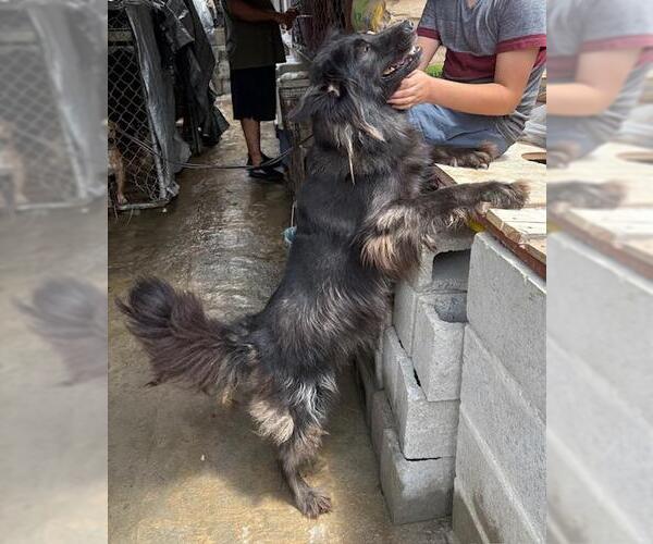 Medium Photo #2 Alaskan Malamute-Unknown Mix Puppy For Sale in Fallbrook, CA, USA