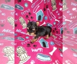 Small #1 Yorkshire Terrier