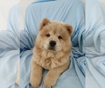 Small Photo #2 Chow Chow Puppy For Sale in LAKELAND, FL, USA