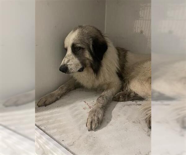 Medium Photo #1 Great Pyrenees Puppy For Sale in Houston, TX, USA