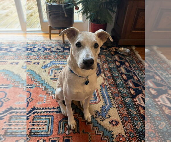 Medium Photo #3 Unknown-Whippet Mix Puppy For Sale in Candler, NC, USA