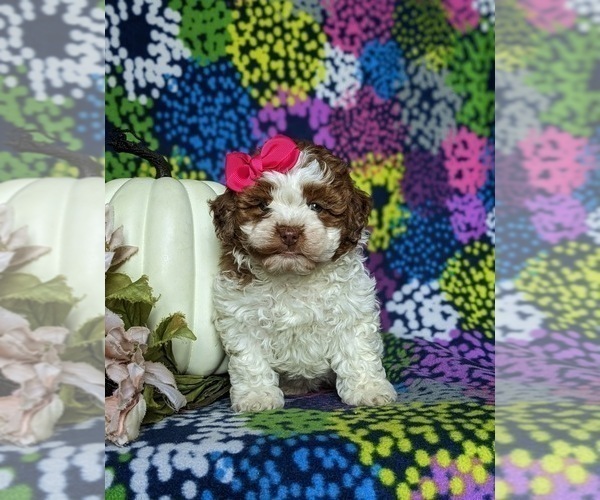 Medium Photo #3 Shih-Poo Puppy For Sale in GORDONVILLE, PA, USA