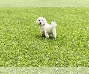 Mother of the Zuchon puppies born on 03/06/2025