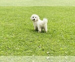 Small Photo #1 Zuchon Puppy For Sale in MOUNT PLEASANT, MI, USA