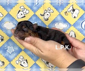 Yorkshire Terrier Puppy for sale in WINNSBORO, LA, USA
