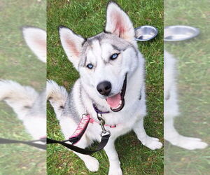 Siberian Husky Dogs for adoption in Matawan, NJ, USA