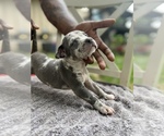 Small Photo #2 American Bully Puppy For Sale in KANSAS CITY, MO, USA