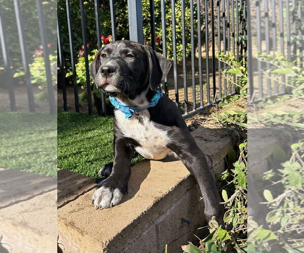 Medium Photo #10 American Pit Bull Terrier-Unknown Mix Puppy For Sale in Redlands, CA, USA